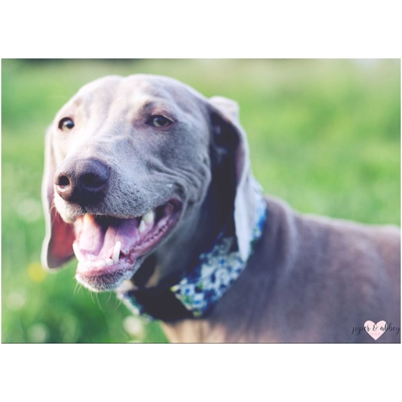 Meet your Posher, Julie - Picture 1 of 1